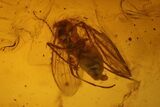 Detailed Fossil Caddisfly and Three Flies in Baltic Amber #139054-3